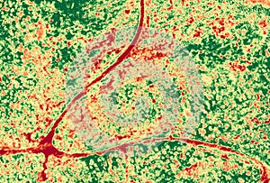 Aerial NDVI image of forest with small roads photo