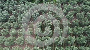 aerial olive fields