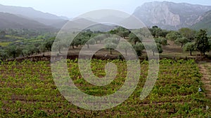 Aerial of olive trees in a green field on Sardinia