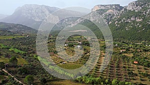 Aerial of olive trees in a green field on Sardinia