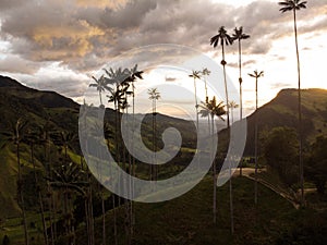 Aerial outdoor nature landscape panorama of tall wax palm trees in Valle del Cocora Valley in Salento Quindio Colombia