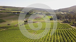 Aerial over grape vines and lush valley