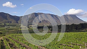 Aerial over grape vines and lush valley