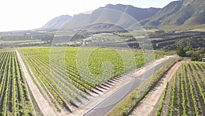 Aerial over grape vines and lush valley