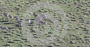 Aerial over running zebras, 4K