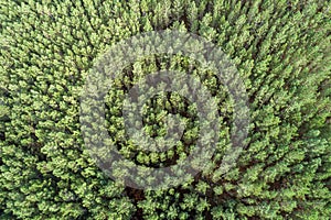 An aerial overhead view of summer green pine trees forest.