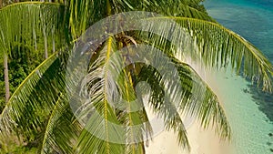 Aerial palm tree on the coastline at the white sandy beach in small island in Balabac