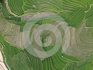 Aerial panorama of agrarian rice fields landscape