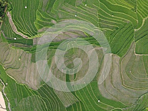 Aerial panorama of agrarian rice fields landscape