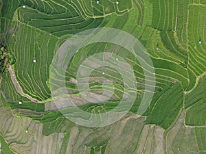 Aerial panorama of agrarian rice fields landscape