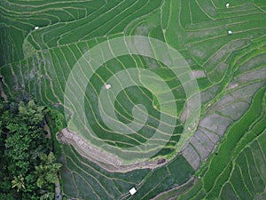 Aerial panorama of agrarian rice fields landscape