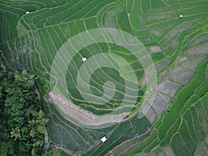 Aerial panorama of agrarian rice fields landscape