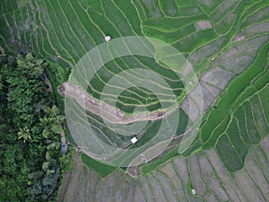 Aerial panorama of agrarian rice fields landscape