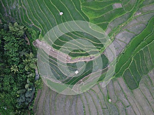 Aerial panorama of agrarian rice fields landscape