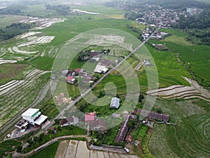 Aerial panorama of agrarian rice fields landscape