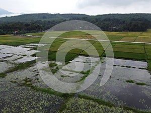 Aerial panorama of agrarian rice fields landscape