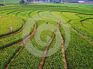 aerial panorama of agrarian rice fields landscape like a terraced rice fields ubud Bali Indonesia
