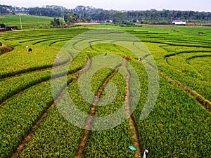 aerial panorama of agrarian rice fields landscape like a terraced rice fields ubud Bali Indonesia