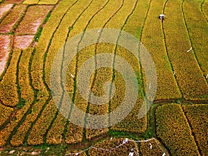 aerial panorama of agrarian rice fields landscape like a terraced rice fields ubud Bali Indonesia