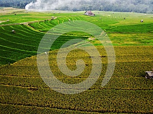 aerial panorama of agrarian rice fields landscape like a terraced rice fields ubud Bali Indonesia