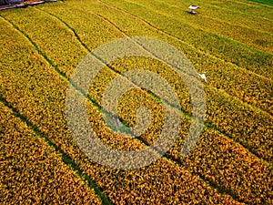 aerial panorama of agrarian rice fields landscape like a terraced rice fields ubud Bali Indonesia