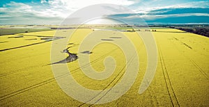 Aerial panorama of canola field at sunset.