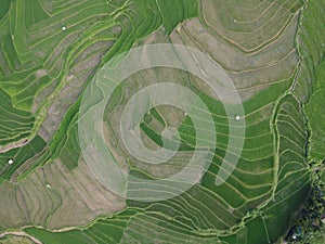 aerial panorama of terraced agrarian rice fields landscape in the city of Semarang