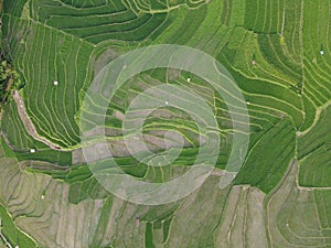 aerial panorama of terraced agrarian rice fields landscape in the city of Semarang