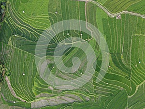 aerial panorama of terraced agrarian rice fields landscape in the city of Semarang