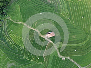 aerial panorama of terraced agrarian rice fields landscape in the city of Semarang