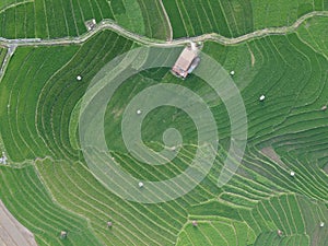 aerial panorama of terraced agrarian rice fields landscape in the city of Semarang