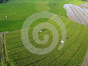 aerial panorama of terraced agrarian rice fields landscape in the city of Semarang
