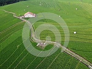 aerial panorama of terraced agrarian rice fields landscape in the city of Semarang