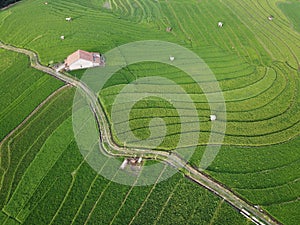 aerial panorama of terraced agrarian rice fields landscape in the city of Semarang