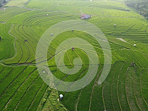 aerial panorama of terraced agrarian rice fields landscape in the city of Semarang