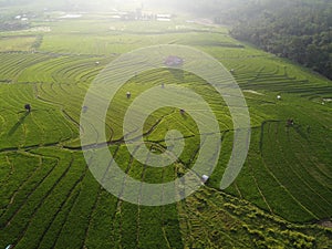 aerial panorama of terraced agrarian rice fields landscape in the city of Semarang