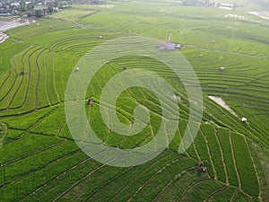 aerial panorama of terraced agrarian rice fields landscape in the city of Semarang