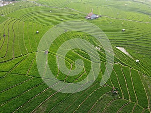 aerial panorama of terraced agrarian rice fields landscape in the city of Semarang