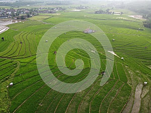 aerial panorama of terraced agrarian rice fields landscape in the city of Semarang