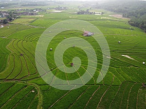 aerial panorama of terraced agrarian rice fields landscape in the city of Semarang