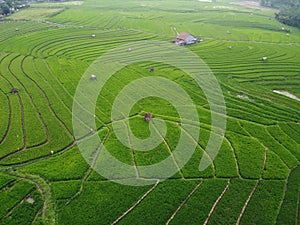 aerial panorama of terraced agrarian rice fields landscape in the city of Semarang