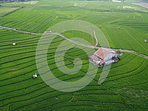 aerial panorama of terraced agrarian rice fields landscape in the city of Semarang