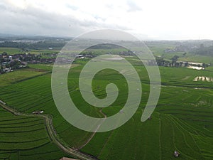 aerial panorama of terraced agrarian rice fields landscape in the city of Semarang