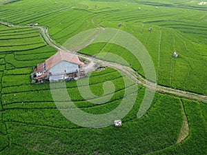 aerial panorama of terraced agrarian rice fields landscape in the city of Semarang