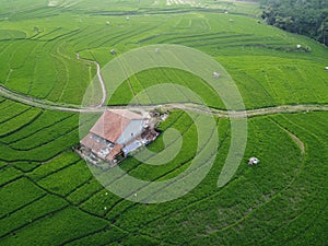 aerial panorama of terraced agrarian rice fields landscape in the city of Semarang