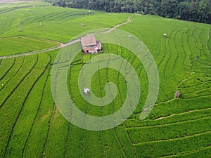 aerial panorama of terraced agrarian rice fields landscape in the city of Semarang