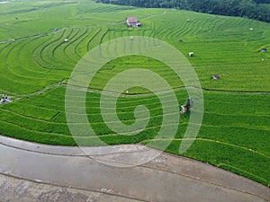 aerial panorama of terraced agrarian rice fields landscape in the city of Semarang