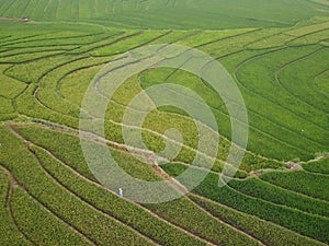 aerial panorama of terraced agrarian rice fields landscape in the city of Semarang