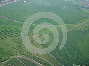 aerial panorama of terraced agrarian rice fields landscape in the city of Semarang