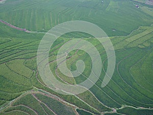 aerial panorama of terraced agrarian rice fields landscape in the city of Semarang